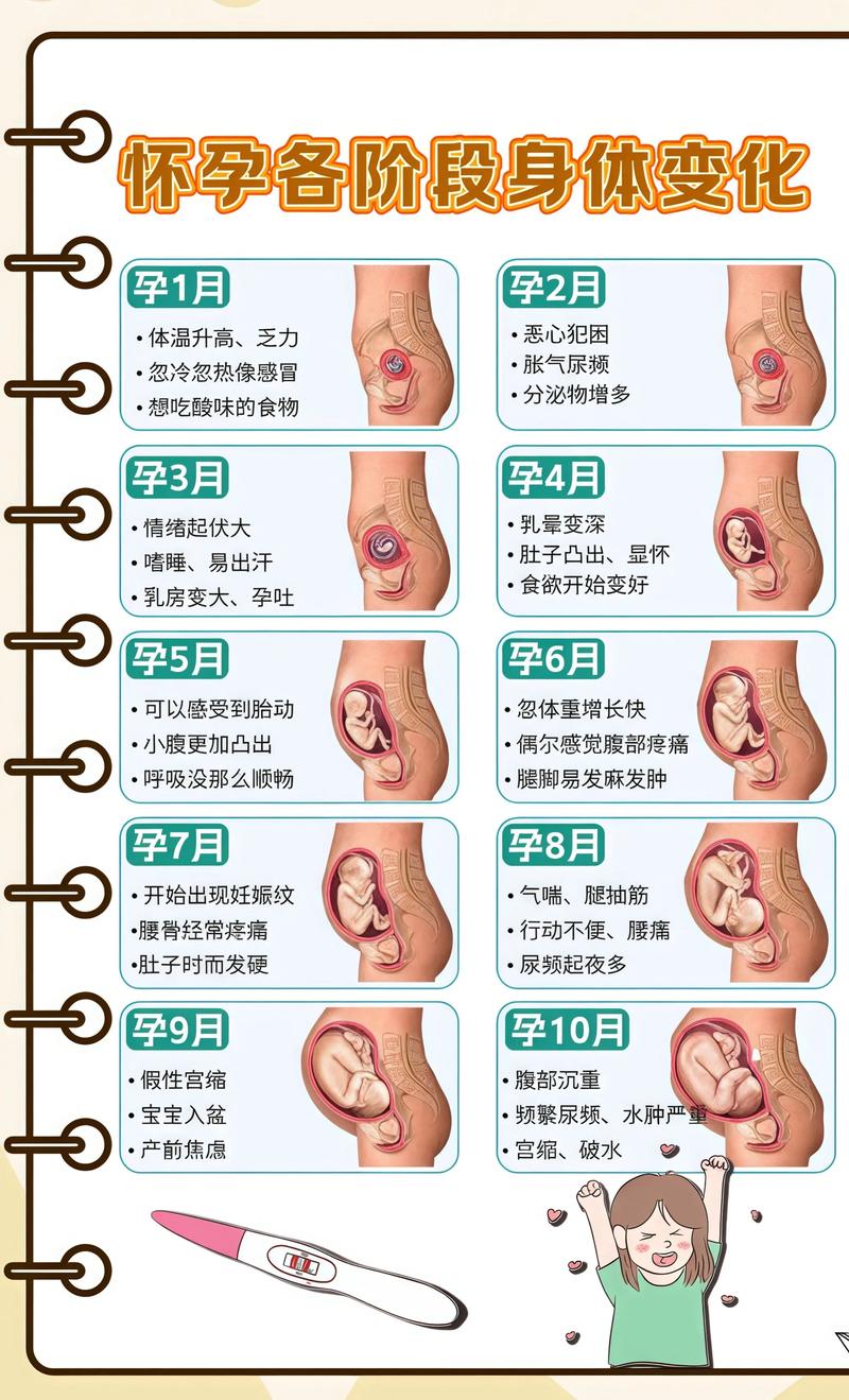 揭秘供卵代孕妈妈怀孕小腹分两节，孕期变化的奥秘湘潭代生机构: